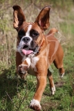 Boxer