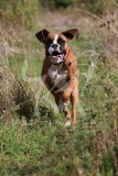 Boxer