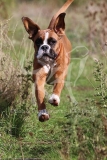 Boxer