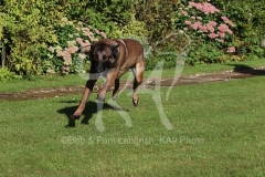 Shepherd - Belgian Malinois