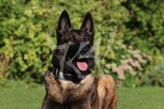 Shepherd - Belgian Malinois