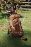 Shepherd - Belgian Malinois