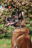 Shepherd - Belgian Malinois