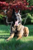 Shepherd - Belgian Malinois