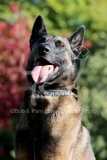Shepherd - Belgian Malinois