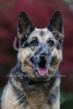 Shepherd - German