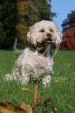 Cockerpoo