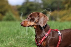 Dachshund - Smooth-haired Miniature