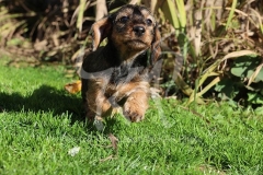 Dachshund - Wire-haired Miniature