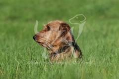 Dachshund - Wire-haired Miniature