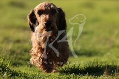 Dachshund - Wire-haired Miniature