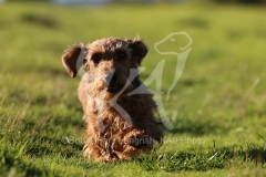 Dachshund - Wire-haired Miniature