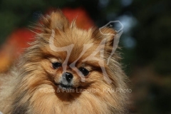 Pomeranian