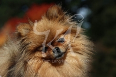 Pomeranian