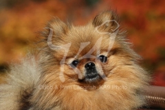 Pomeranian