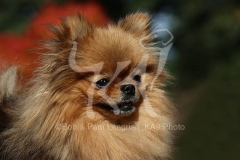 Pomeranian