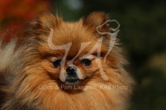 Pomeranian