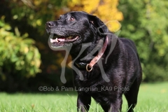 Retriever - Black Labrador