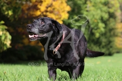 Retriever - Black Labrador