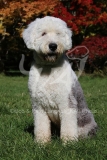 Sheepdog - Old English