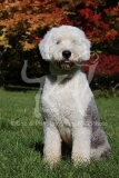 Sheepdog - Old English