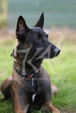 Shepherd - Belgian Malinois