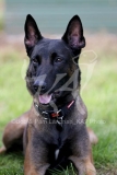 Shepherd - Belgian Malinois