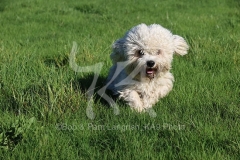 Terrier - Dandie Dinmont