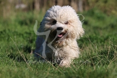 Terrier - Dandie Dinmont