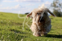 Terrier - Dandie Dinmont