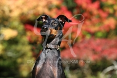Terrier - Manchester