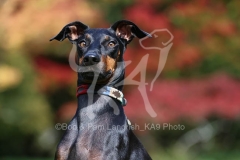 Terrier - Manchester