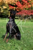 Terrier - Manchester