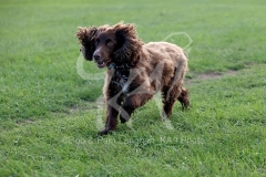 Spaniel - Working Cocker