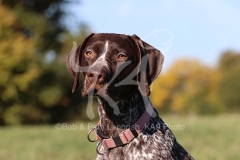 Pointer - German Shorthaired