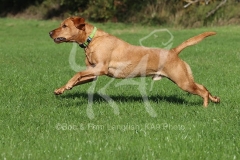 Retriever - Fox Red Labrador