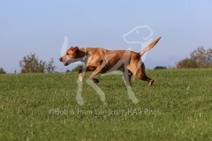 Retriever - Fox Red Labrador