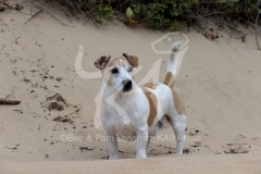 Terrier - Jack Russell