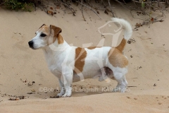 Terrier - Jack Russell