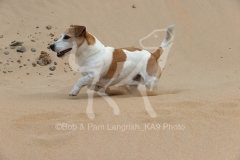 Terrier - Jack Russell