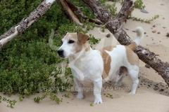 Terrier - Jack Russell