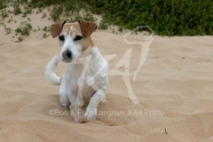 Terrier - Jack Russell