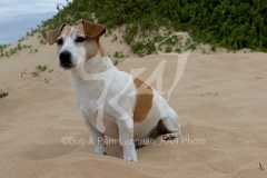 Terrier - Jack Russell