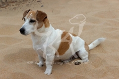 Terrier - Jack Russell