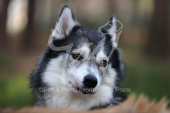 Siberian Husky