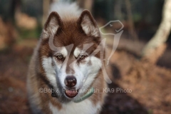 Siberian Husky
