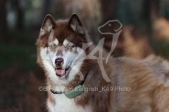 Siberian Husky