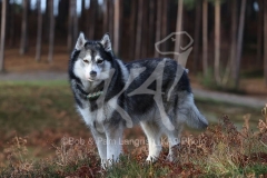 Siberian Husky