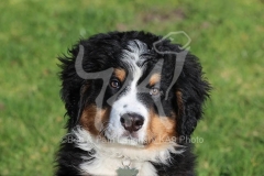 Bernese Mountain Dog