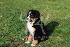 Bernese Mountain Dog